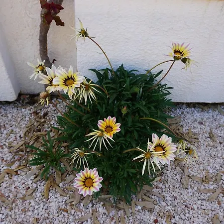 Bivilla Incalzi Villa